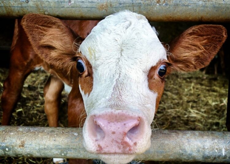 Tiere, Arbeit, Verwertung