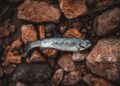 Niedrige Pegelstände: Fischsterben und Wasserknappheit verschärfen sich