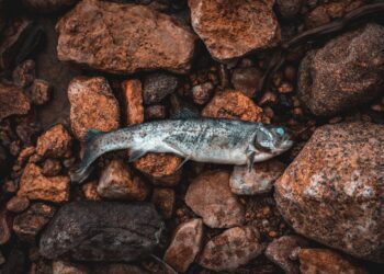 Niedrige Pegelstände: Fischsterben und Wasserknappheit verschärfen sich