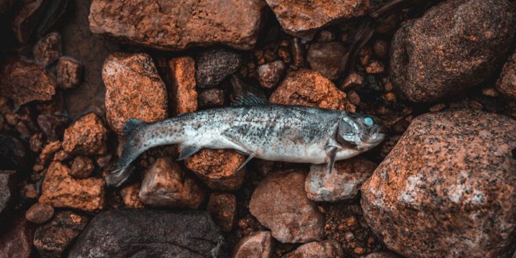 Niedrige Pegelstände: Fischsterben und Wasserknappheit verschärfen sich