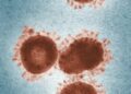 Hantavirus-Infektion: 3&nbsp;Tote auf Kreuzfahrtschiff