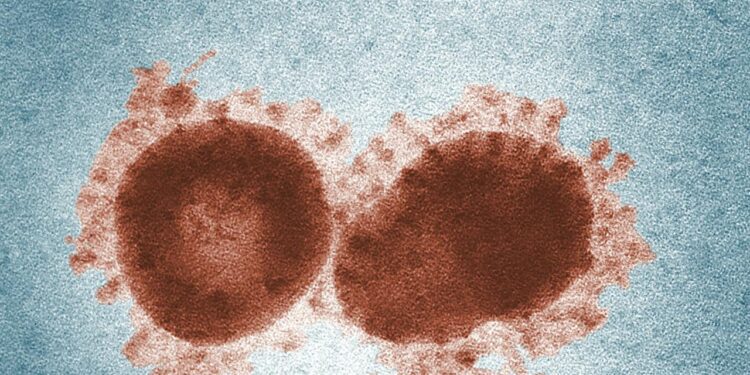 Hantavirus-Infektion: 3 Tote auf Kreuzfahrtschiff