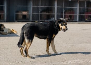 Mehr Tierquälerei-Verfahren in Oberösterreich