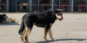 Mehr Tierquälerei-Verfahren in Oberösterreich