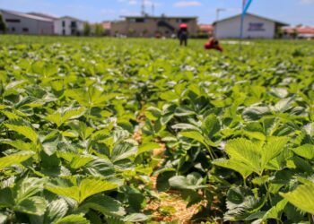 Italien: Vier Landarbeiter lebendig verbrannt – ein Verbrechen des kapitalistischen Systems