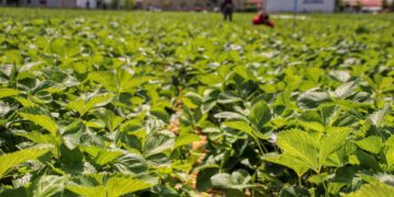 Italien: Vier Landarbeiter lebendig verbrannt – ein Verbrechen des kapitalistischen Systems