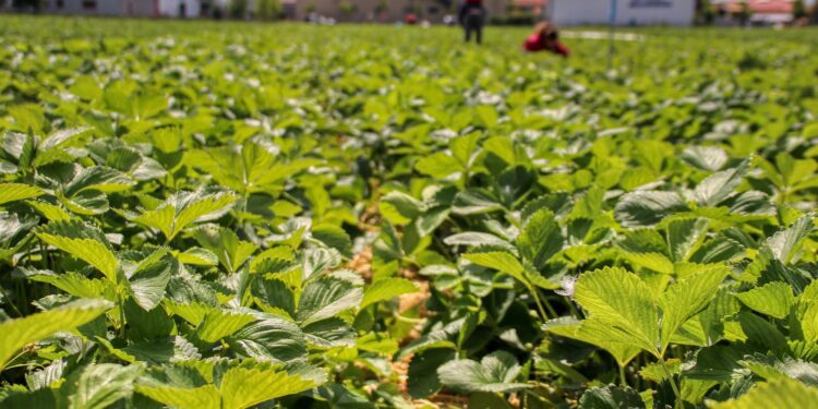 Italien: Vier Landarbeiter lebendig verbrannt – ein Verbrechen des kapitalistischen Systems