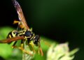 Wespen im Sommer: Warum sie wichtig sind und wie man richtig mit ihnen umgeht