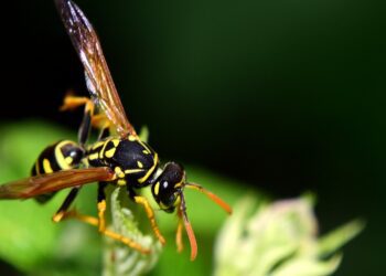 Wespen im Sommer: Warum sie wichtig sind und wie man richtig mit ihnen umgeht
