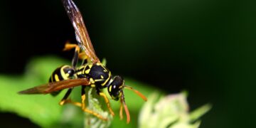 Wespen im Sommer: Warum sie wichtig sind und wie man richtig mit ihnen umgeht