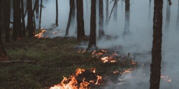 Rekordbrände in Tirol: Natur unter Druck, Einsatzkräfte am&nbsp;Limit