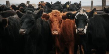Dauerhaftes Tierhalteverbot gegen Landwirt bestätigt