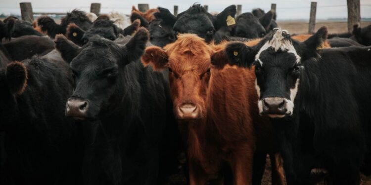 Dauerhaftes Tierhalteverbot gegen Landwirt bestätigt