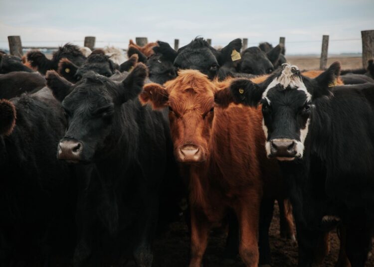 Dauerhaftes Tierhalteverbot gegen Landwirt bestätigt