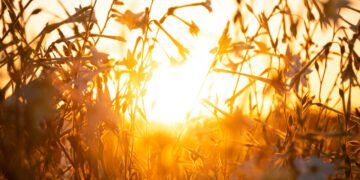 Drei Tage in Folge über 40&nbsp;Grad