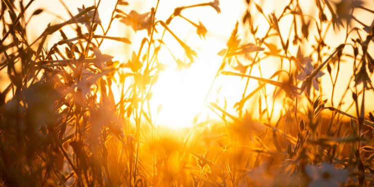 Drei Tage in Folge über 40 Grad