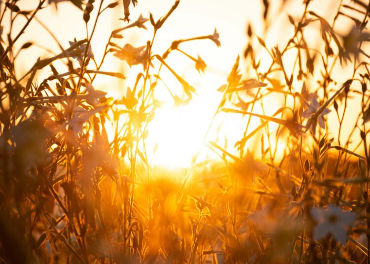 Drei Tage in Folge über 40 Grad