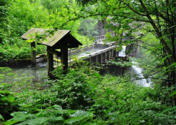 Trockenheit setzt Bleistätter Moor unter&nbsp;Druck