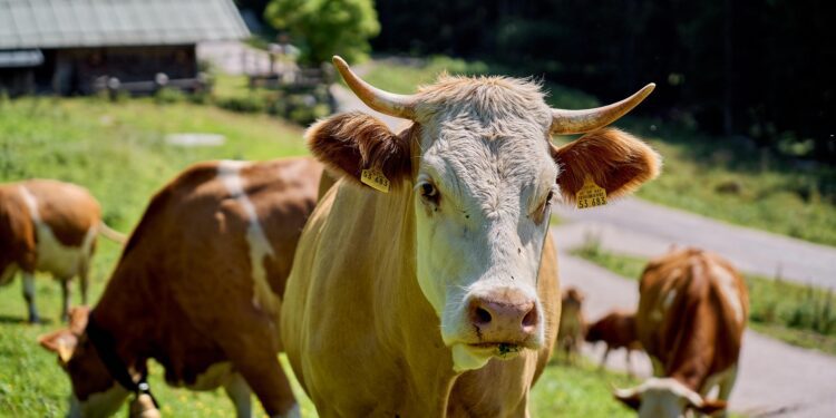 Wie sich die österreichische Milchwirtschaft konzentriert