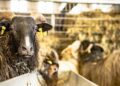 Futtermittelpreise wegen Dürre deutlich gestiegen