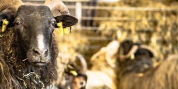 Futtermittelpreise wegen Dürre deutlich gestiegen