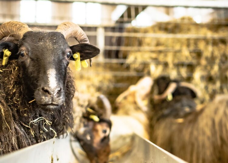 Futtermittelpreise wegen Dürre deutlich gestiegen