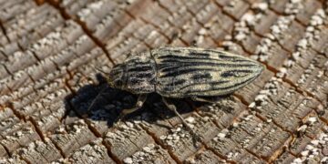 Borkenkäfer verursachen erhebliche Schäden in steirischen Wäldern