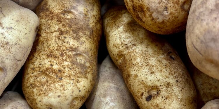 Trockenheit belastet Kartoffelernte in der Steiermark