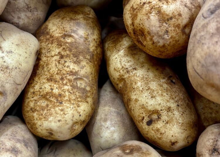 Trockenheit belastet Kartoffelernte in der Steiermark